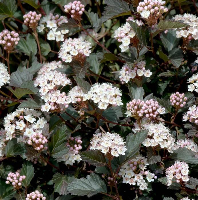 Physocarpus Opulifolius Summer Wine - View 12 from www redcrocus com