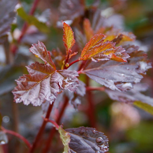 Physocarpus Opulifolius 'summer Wine' - View 11 from www redcrocus com