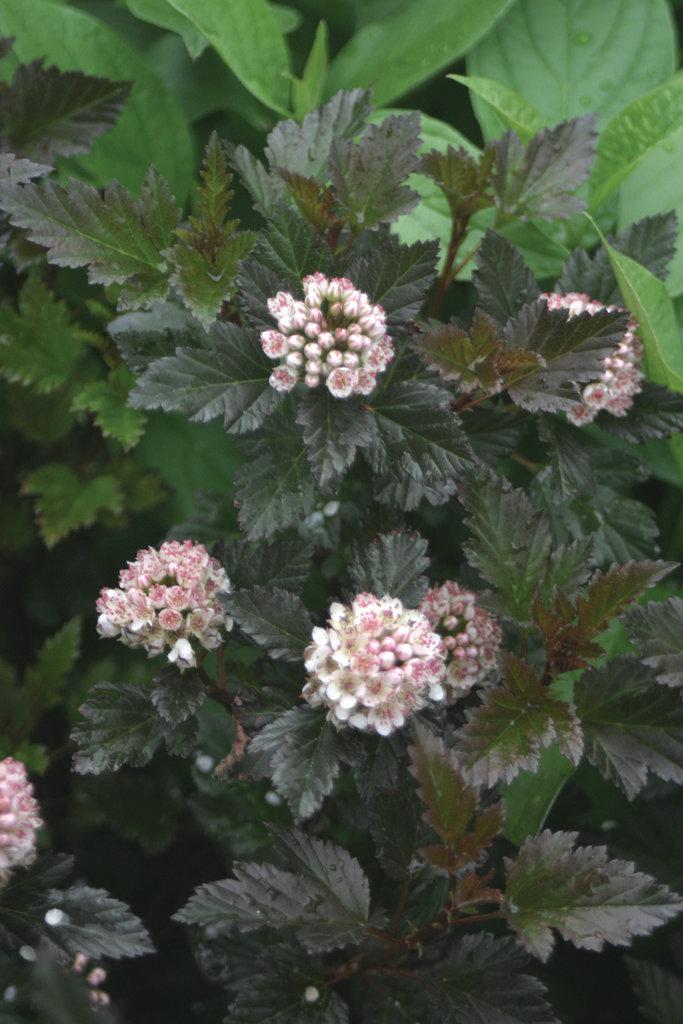 Physocarpus Opulifolius 'summer Wine' - View 12 from www redcrocus com