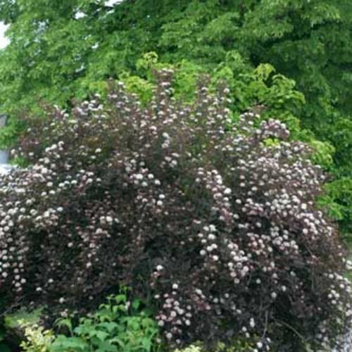 Physocarpus Opulifolius 'summer Wine' - View 13 from www redcrocus com