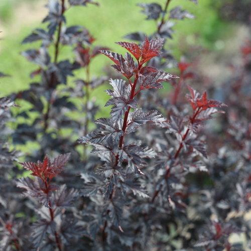 Physocarpus Opulifolius 'summer Wine' - View 15 from www redcrocus com