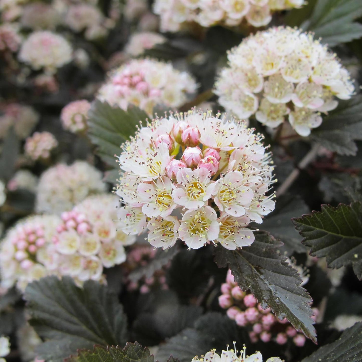 Physocarpus Opulifolius 'summer Wine' - View 17 from www redcrocus com