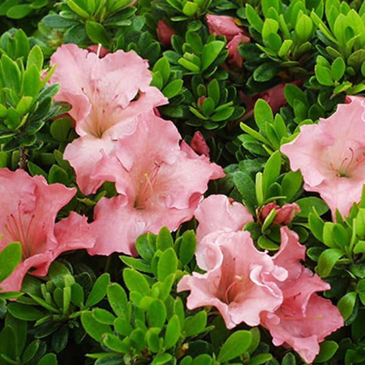 Azalea Gumpo Pink - View 10 from www redcrocus com
