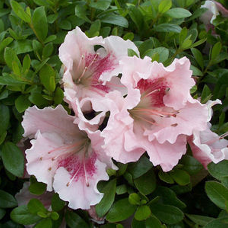 Azalea Gumpo Pink - View 11 from www redcrocus com
