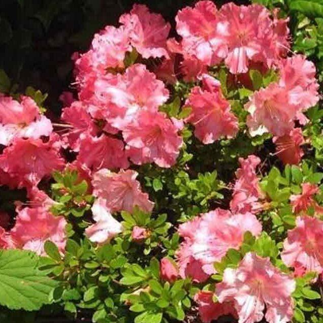 Azalea Gumpo Pink - View 11 from www redcrocus com