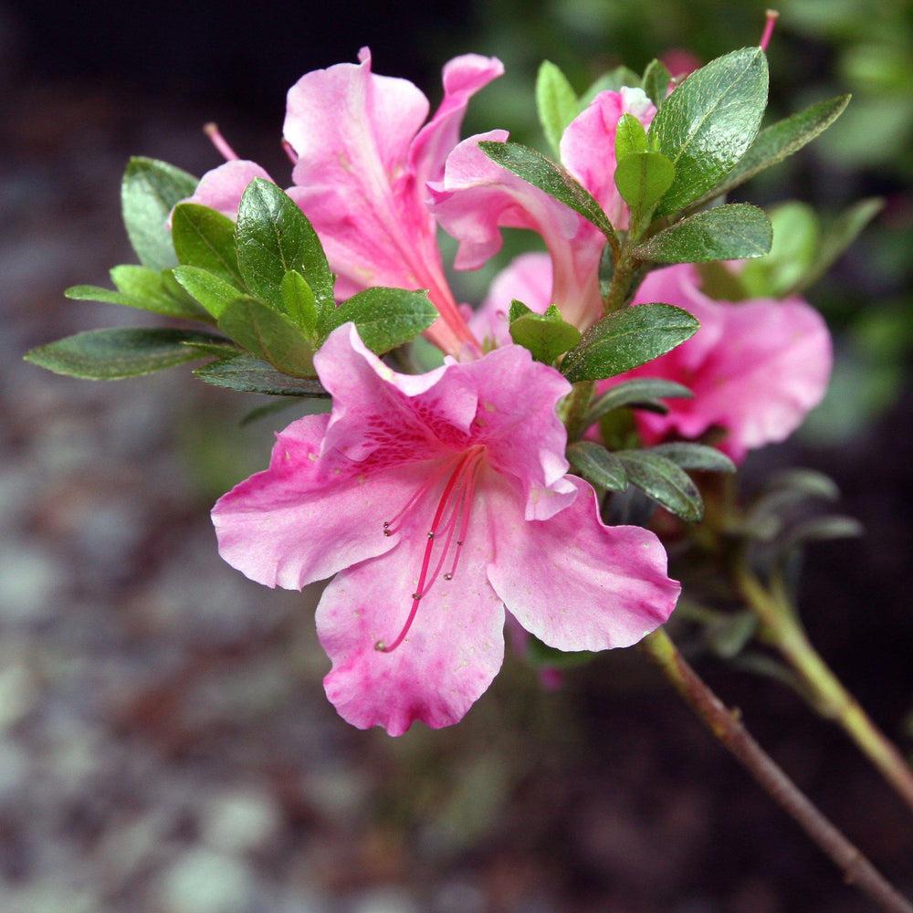 Azalea Gumpo Pink - View 13 from www redcrocus com