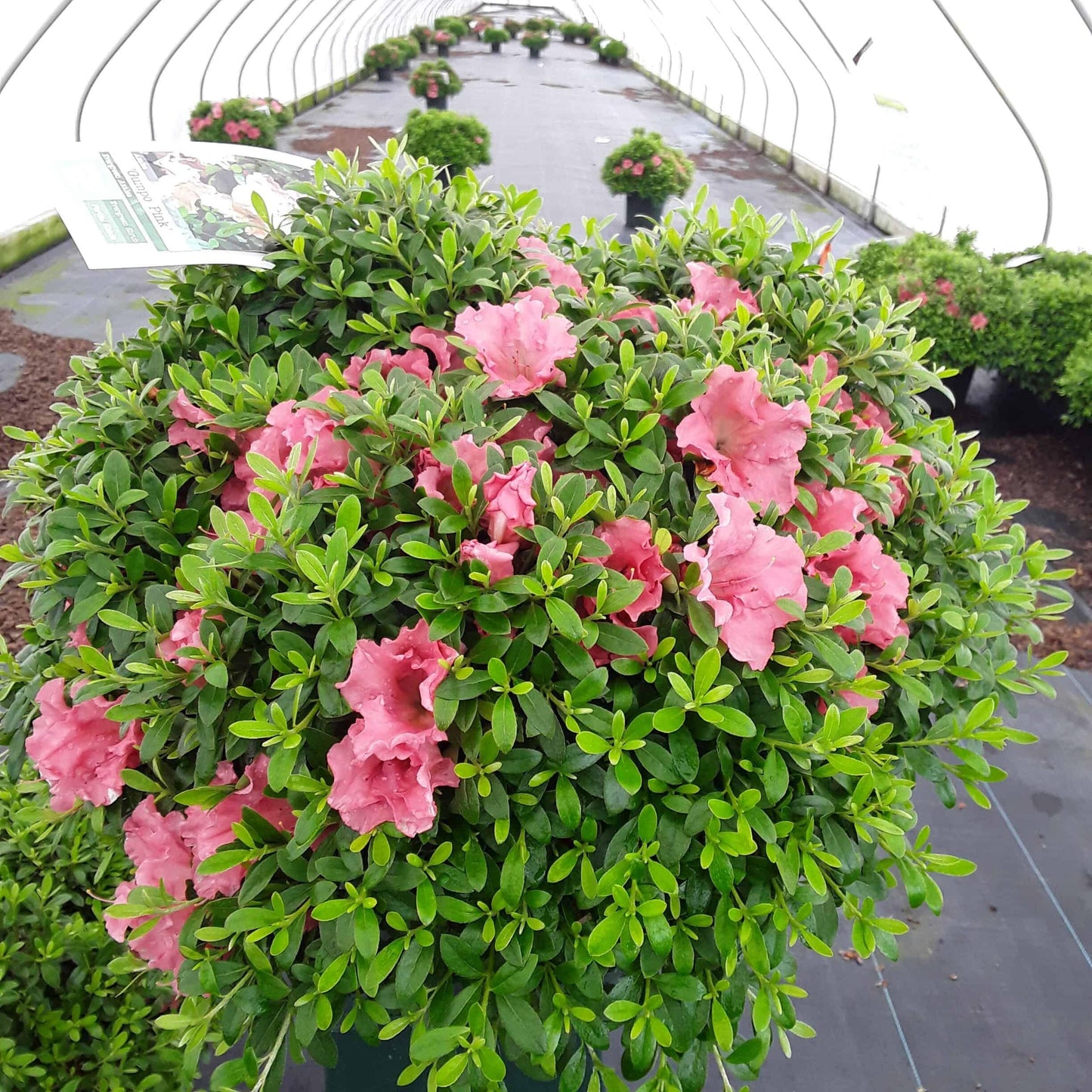 Azalea Gumpo Pink - View 14 from www redcrocus com