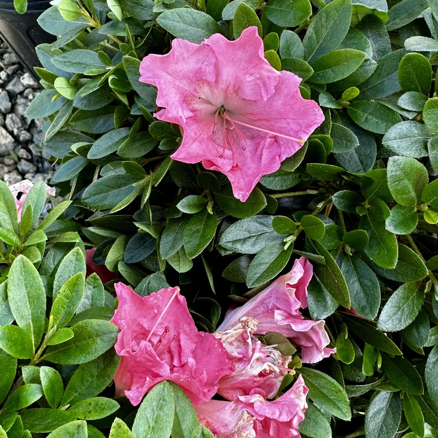 Azalea Gumpo Pink - View 16 from www redcrocus com