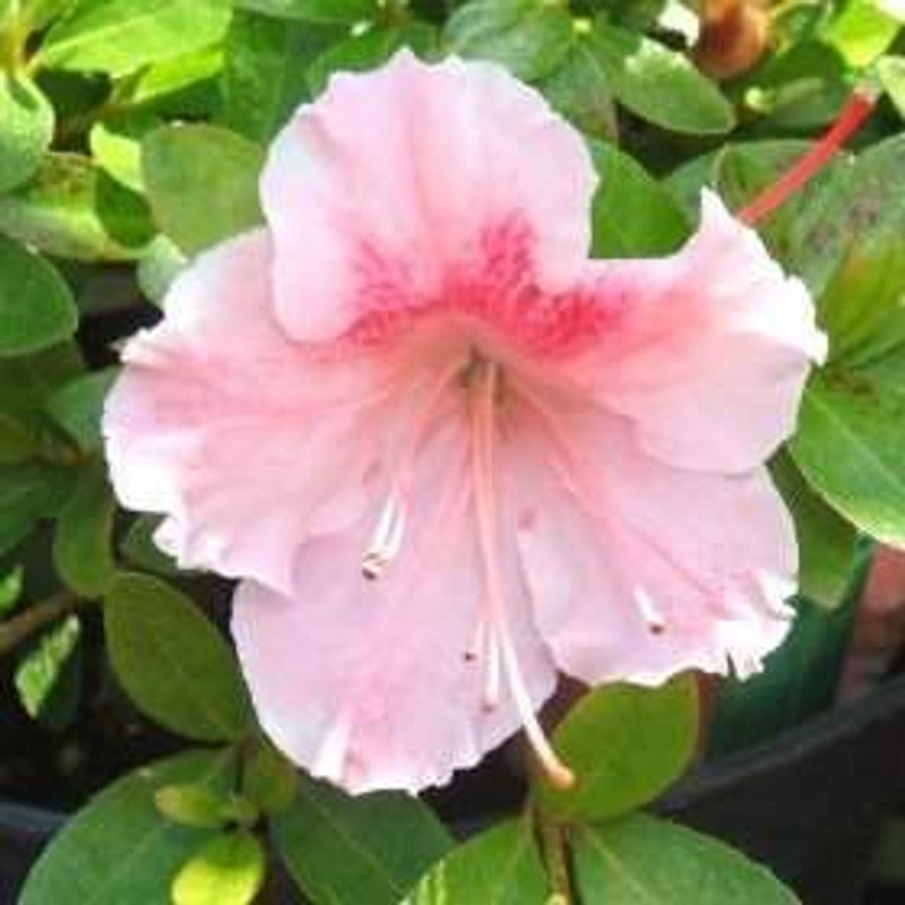 Azalea Gumpo Pink - View 17 from www redcrocus com