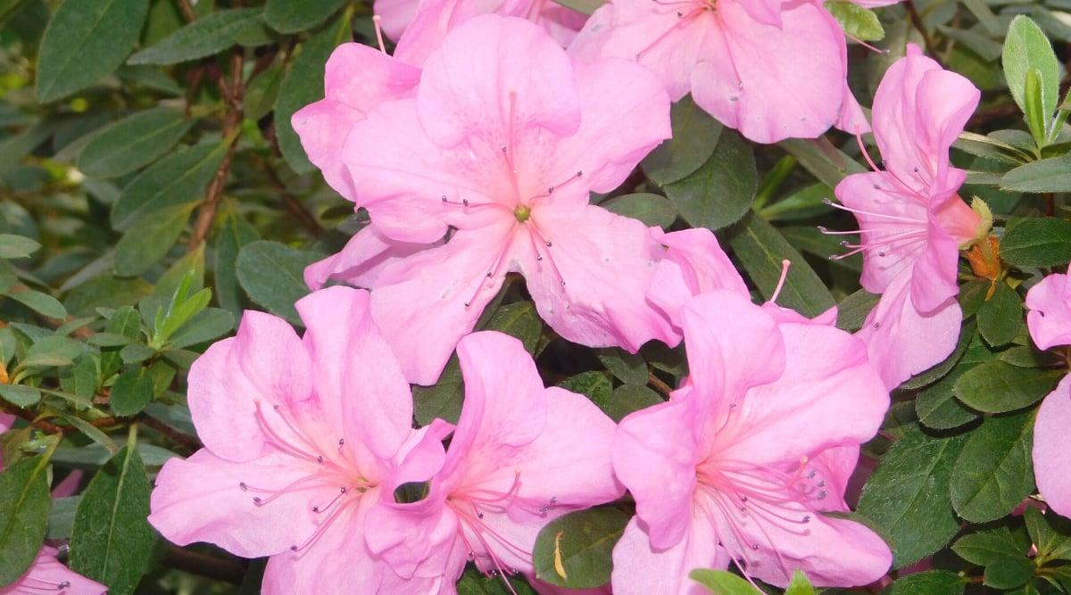 Azalea Gumpo Pink - View 18 from www redcrocus com
