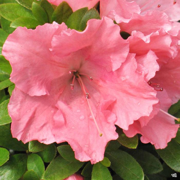 Azalea Gumpo Pink - View 19 from www redcrocus com