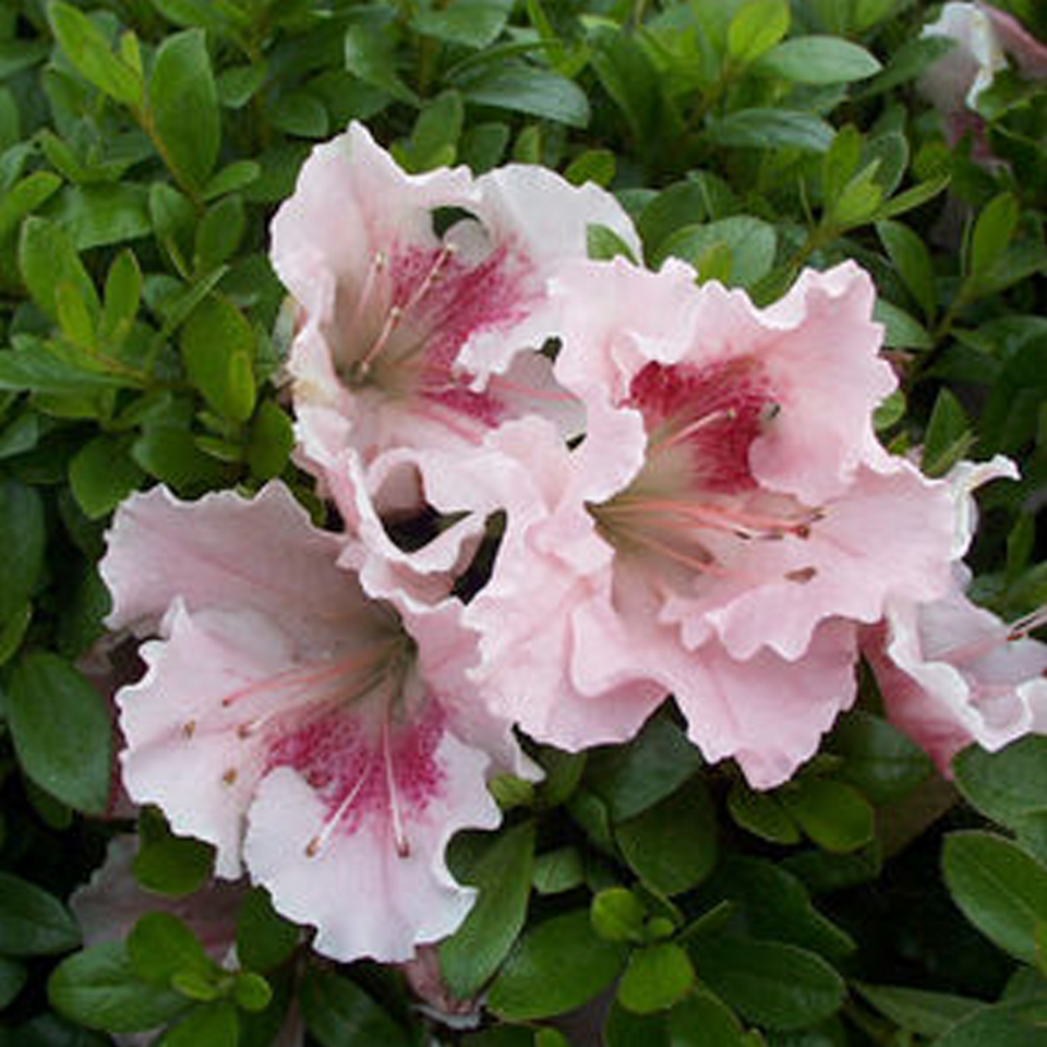 Azalea Gumpo Pink - View 2 from www redcrocus com