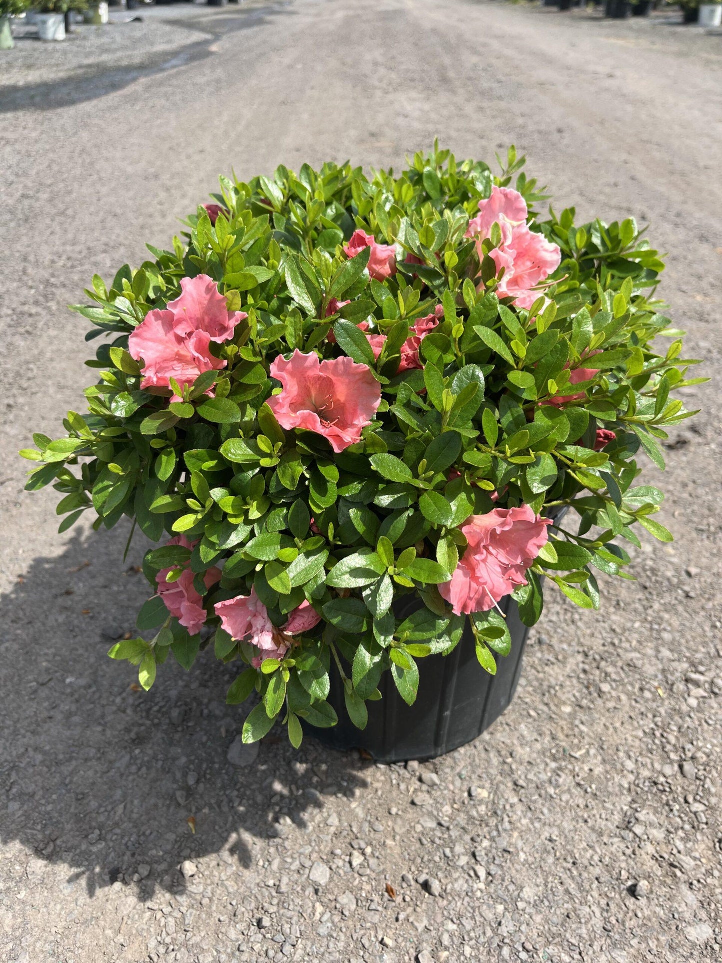 Azalea Gumpo Pink - View 2 from www redcrocus com
