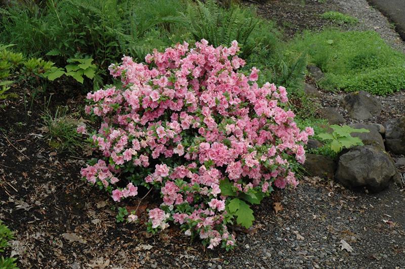 Azalea Gumpo Pink - View 4 from www redcrocus com
