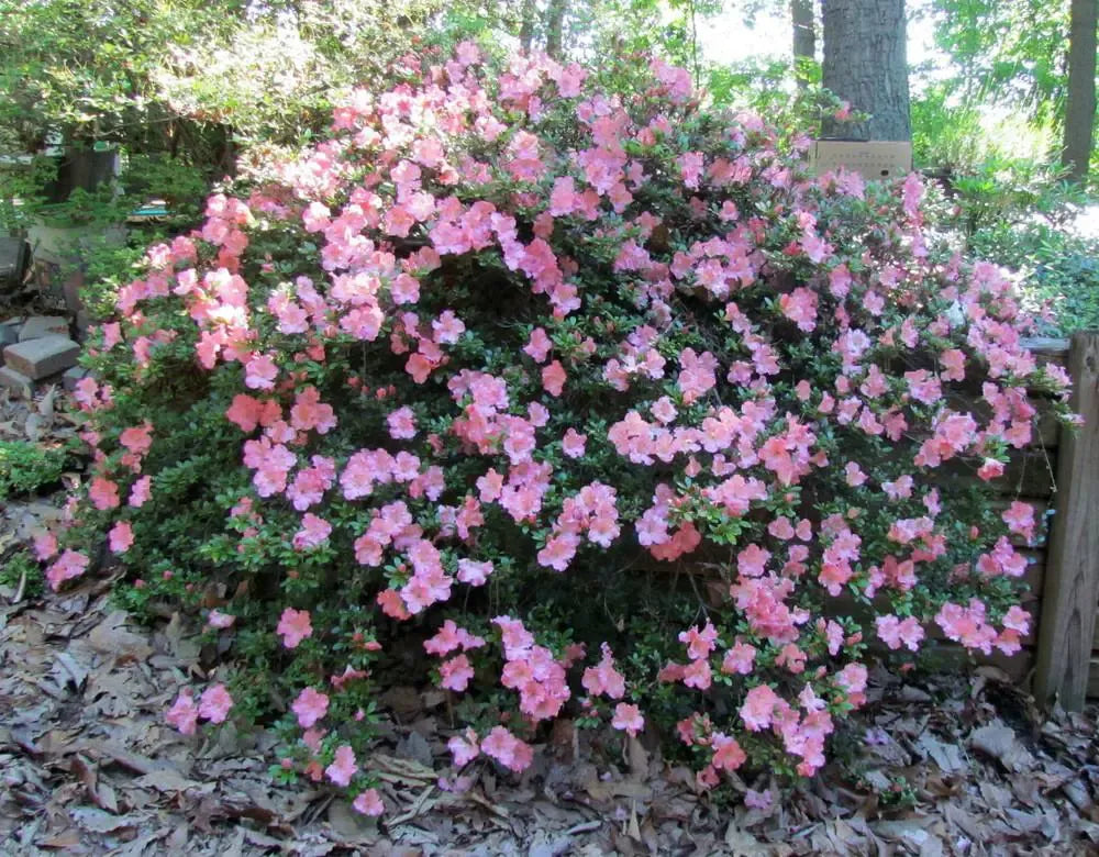 Azalea Gumpo Pink - View 8 from www redcrocus com