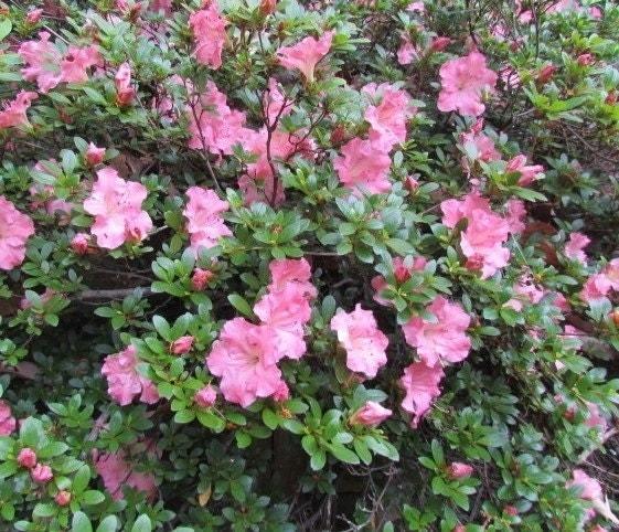 Azalea Gumpo Pink - View 8 from www redcrocus com