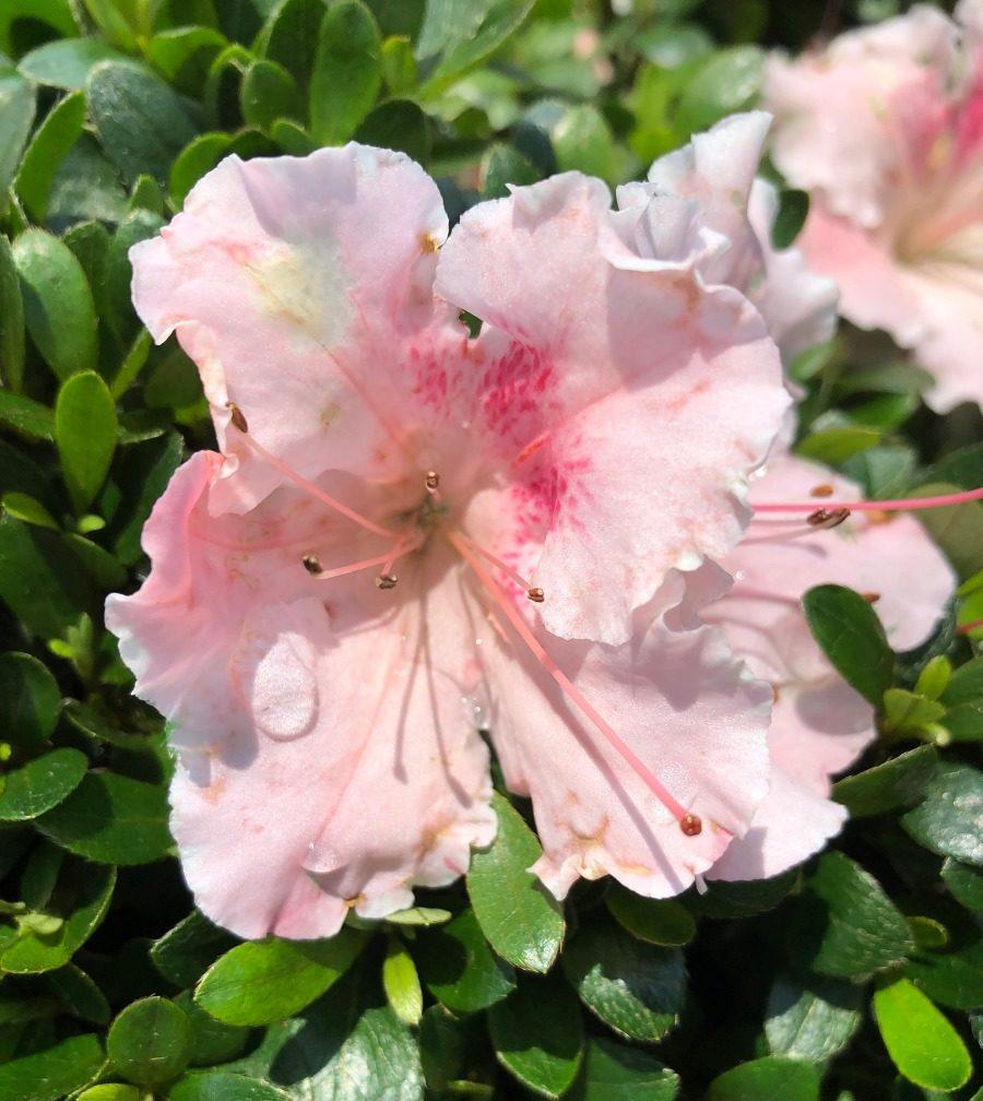 Azalea Gumpo Pink - View 9 from www redcrocus com