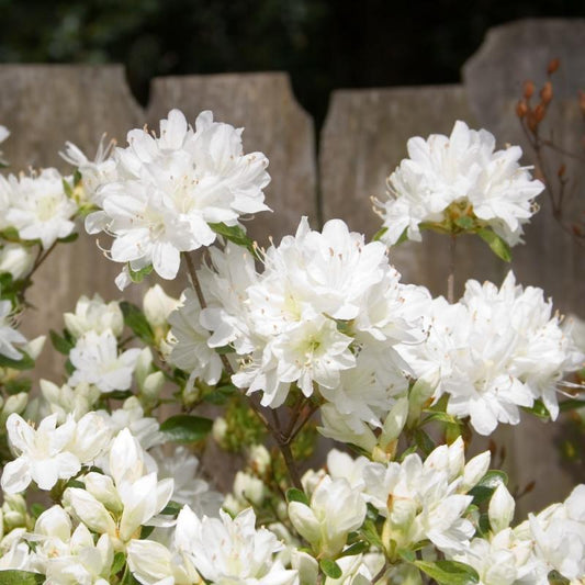 Azalea Gumpo White - View 11 from www redcrocus com