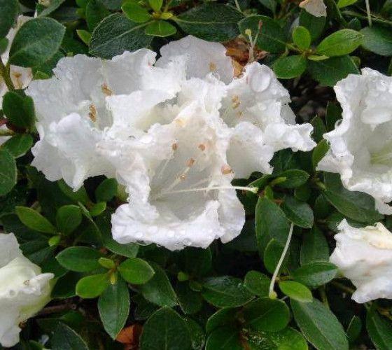Azalea Gumpo White - View 12 from www redcrocus com