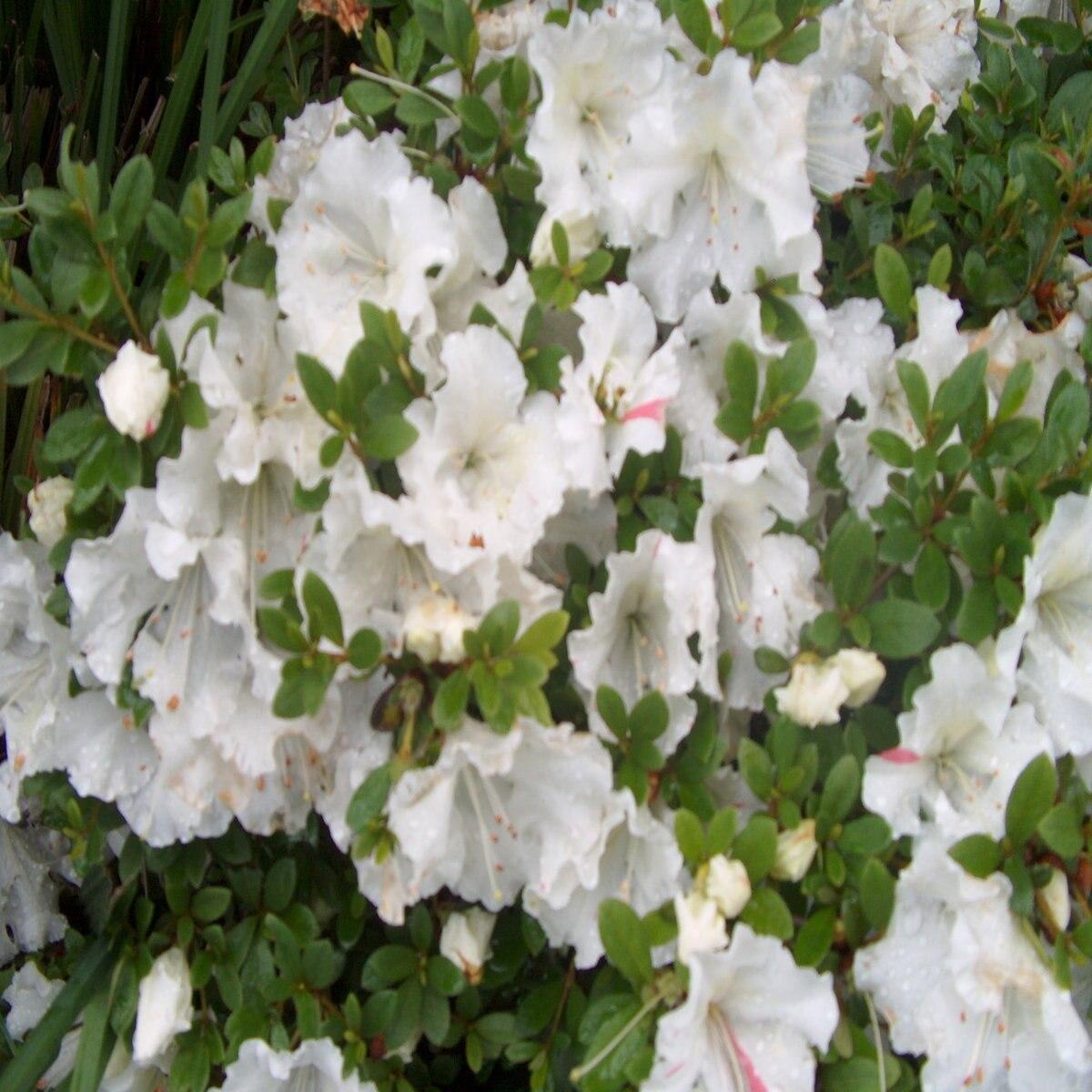 Azalea Gumpo White - View 13 from www redcrocus com