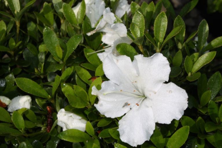 Azalea Gumpo White - View 14 from www redcrocus com