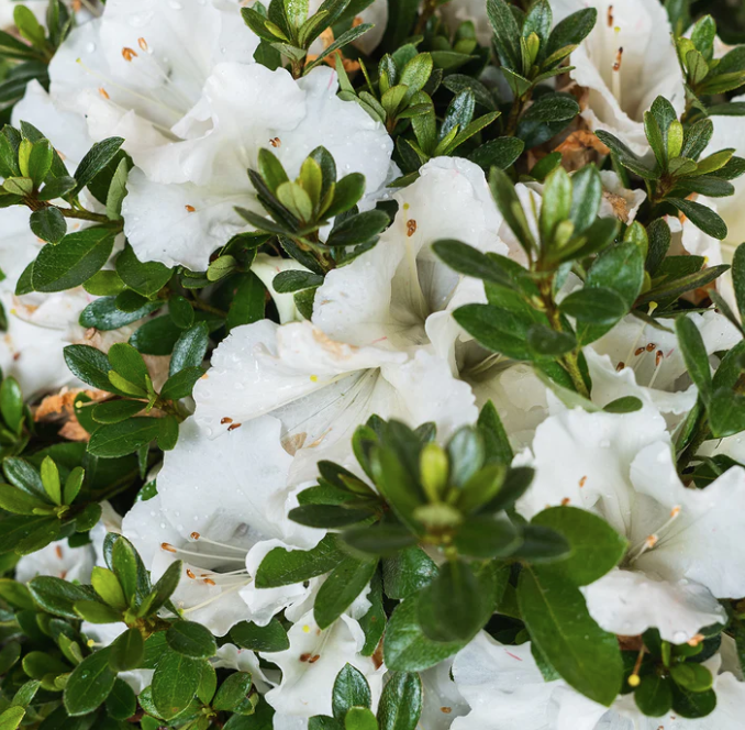 Azalea Gumpo White - View 15 from www redcrocus com
