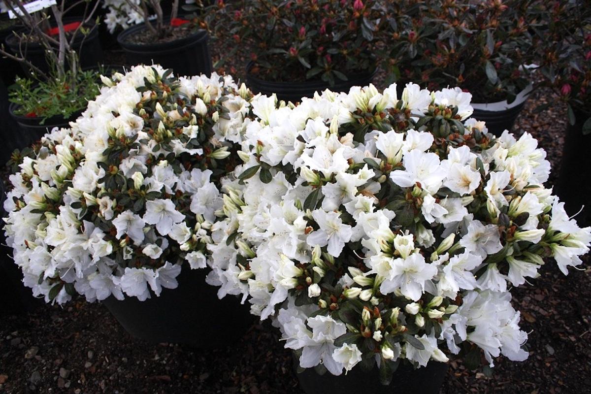 Azalea Gumpo White - View 3 from www redcrocus com