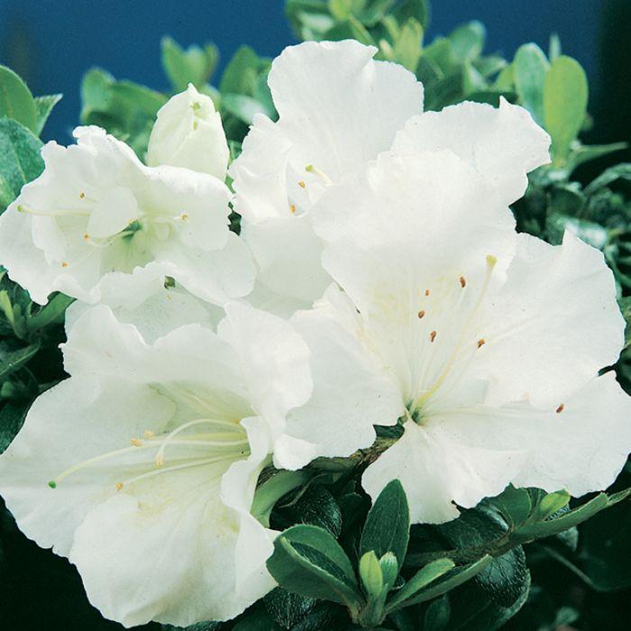 Azalea Gumpo White - View 4 from www redcrocus com