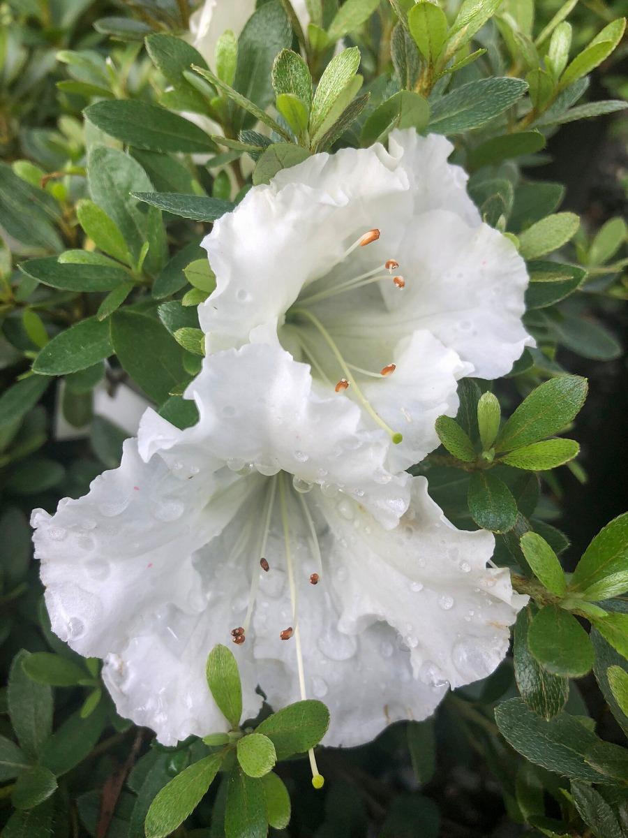 Azalea Gumpo White - View 6 from www redcrocus com