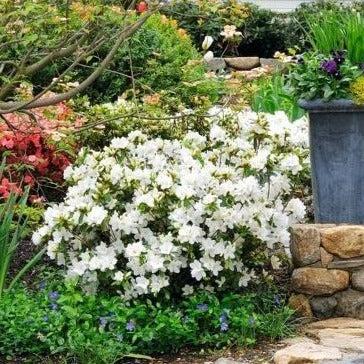 Azalea Gumpo White - View 7 from www redcrocus com