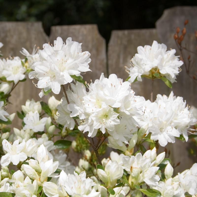 Azalea Gumpo White - View 8 from www redcrocus com