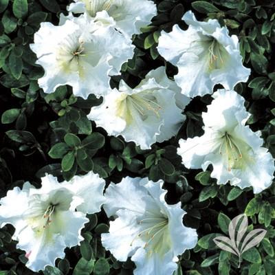 Azalea Gumpo White - View 9 from www redcrocus com