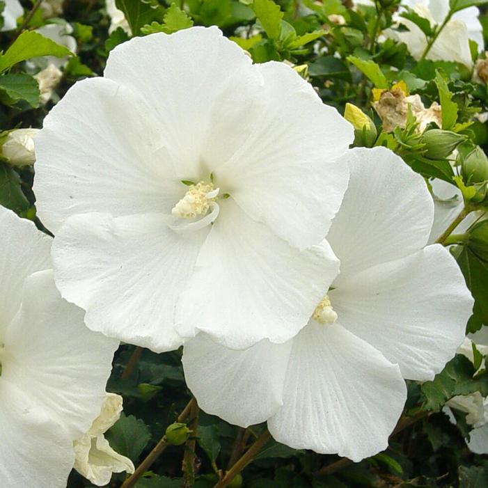 Hibiscus Syriacus 'diana' - View 13 from www redcrocus com