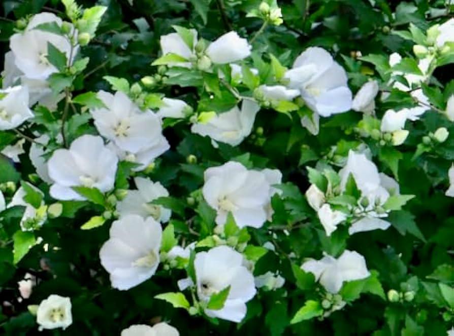 Hibiscus Syriacus 'diana' - View 14 from www redcrocus com