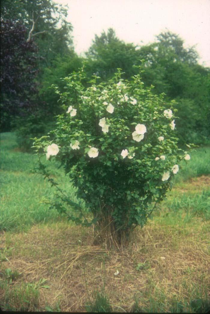 Hibiscus Syriacus 'diana' - View 15 from www redcrocus com