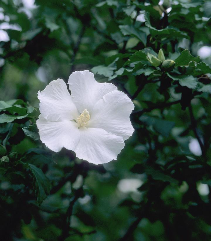 Hibiscus Syriacus 'diana' - View 17 from www redcrocus com
