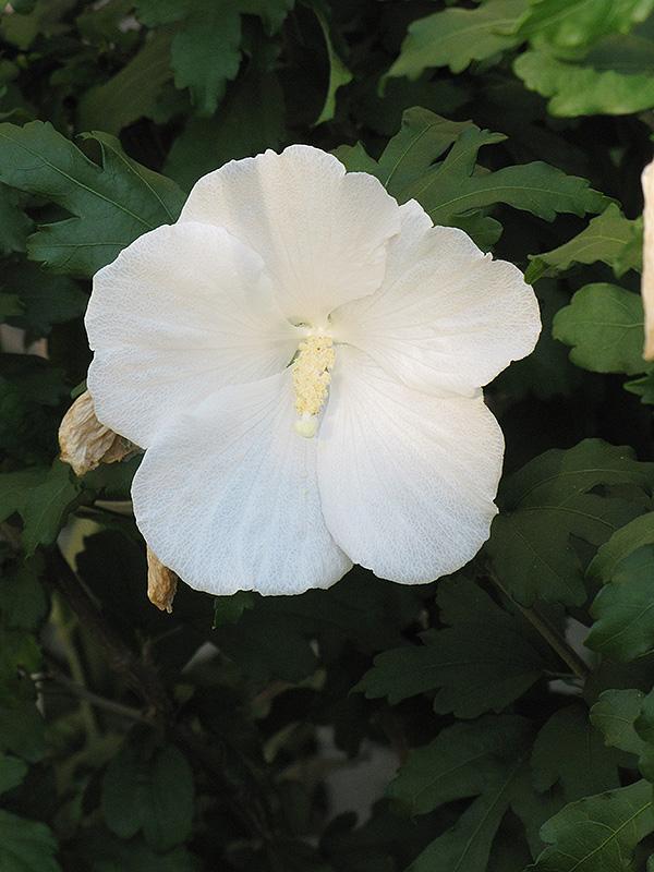 Hibiscus Syriacus 'diana' - View 18 from www redcrocus com