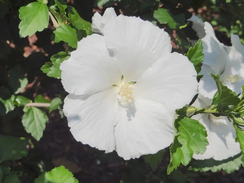 Hibiscus Syriacus 'diana' - View 1 from www redcrocus com