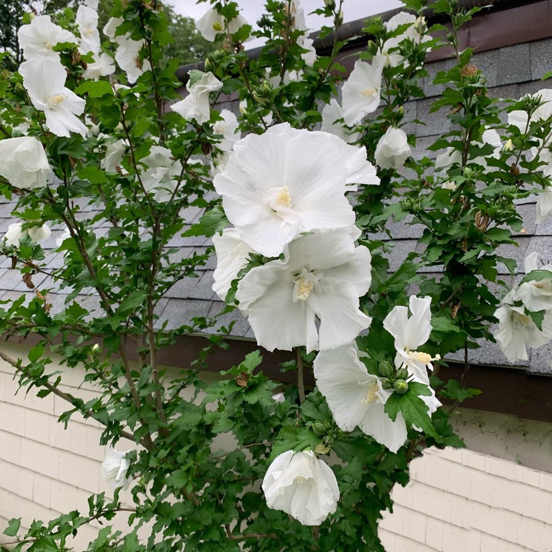 Hibiscus Syriacus 'diana' - View 3 from www redcrocus com