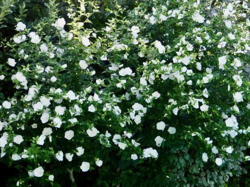 Hibiscus Syriacus 'diana' - View 4 from www redcrocus com