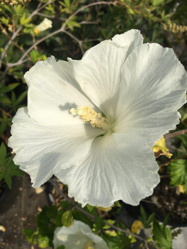 Hibiscus Syriacus 'diana' - View 6 from www redcrocus com