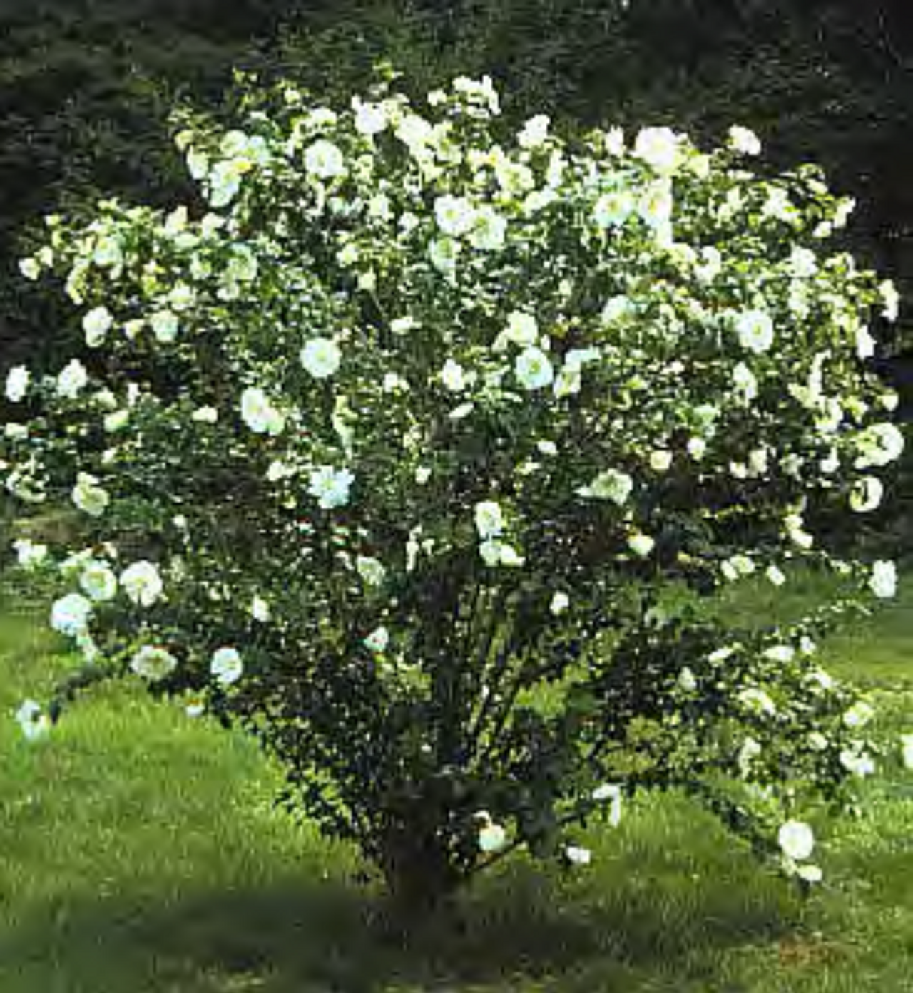 Hibiscus Syriacus 'diana' - View 7 from www redcrocus com