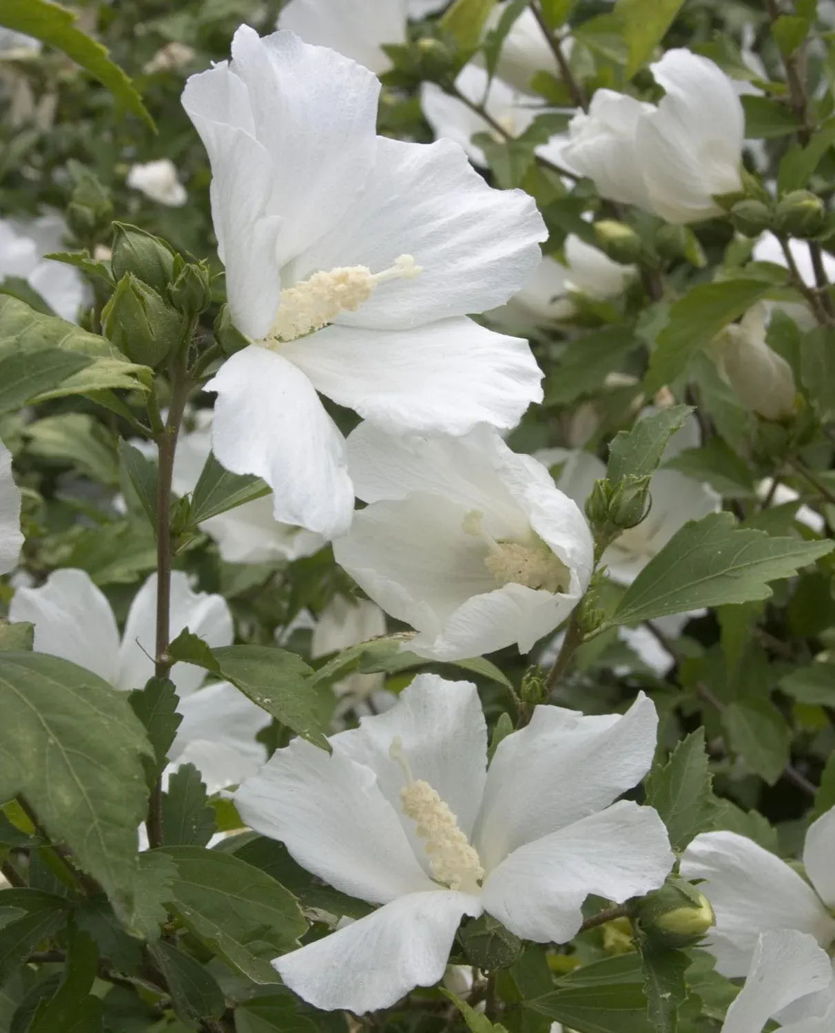 Hibiscus Syriacus 'diana' - View 8 from www redcrocus com