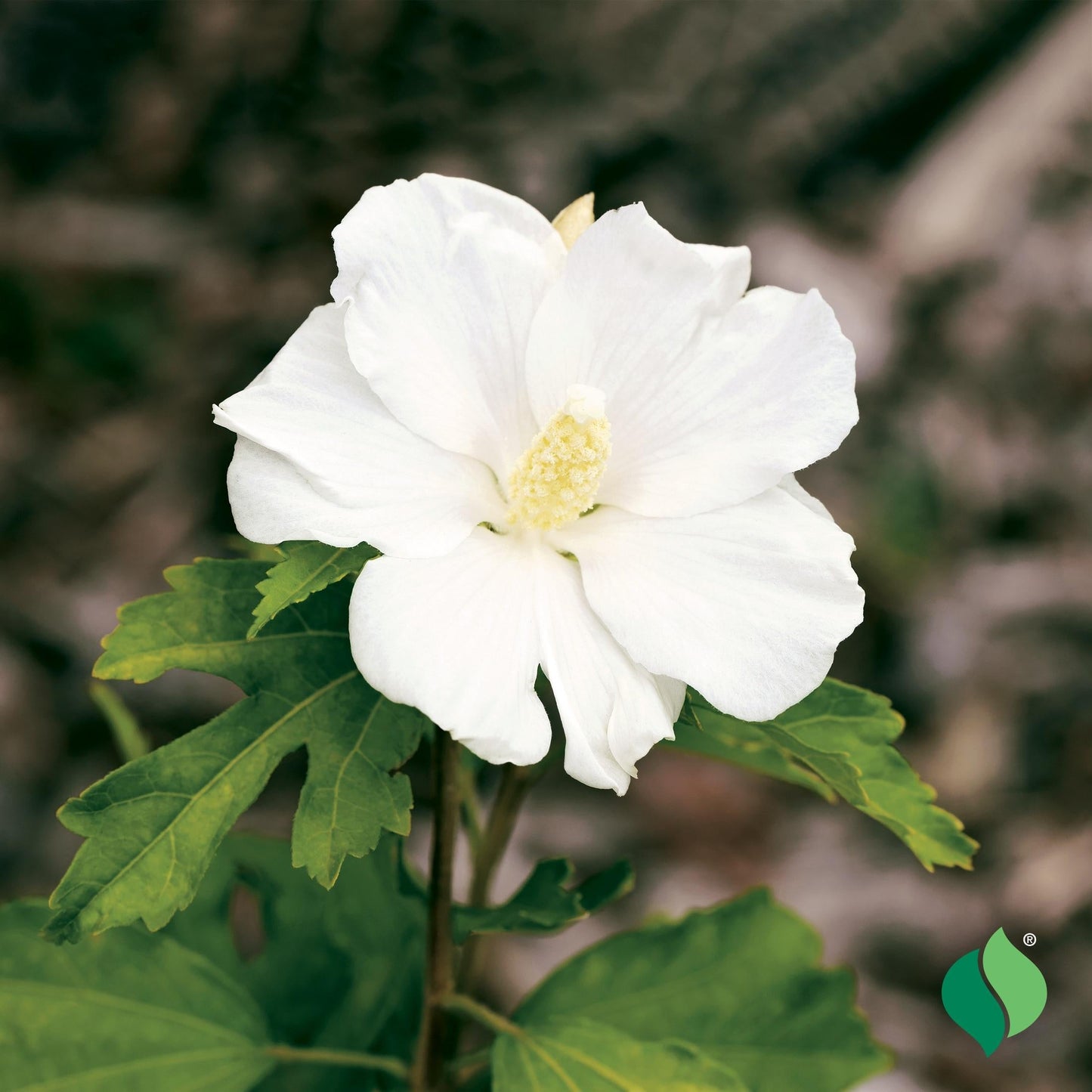 Hibiscus Syriacus 'diana' - View 8 from www redcrocus com