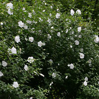 Hibiscus Syriacus 'diana' - View 9 from www redcrocus com