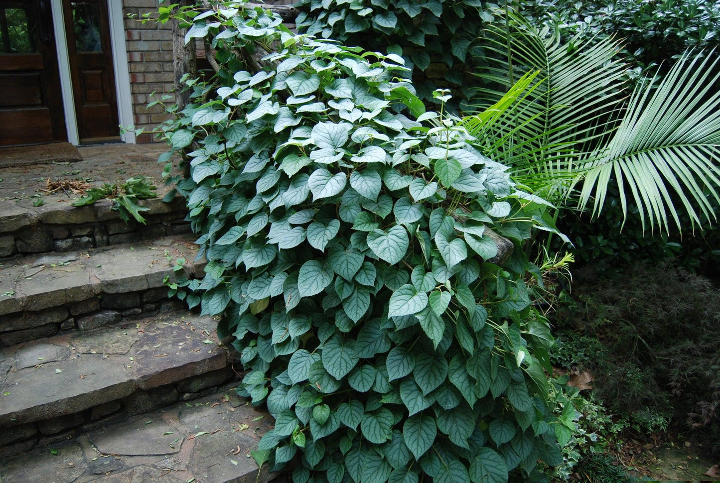Schizophragma Hydrangeoides 'moonlight' Staked - View 17 from www redcrocus com