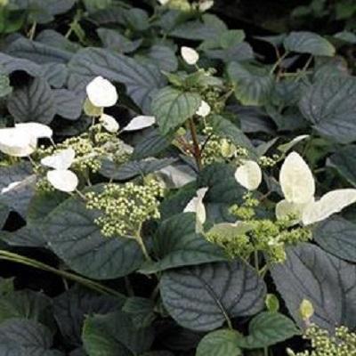 Schizophragma Hydrangeoides 'moonlight' Staked - View 7 from www redcrocus com