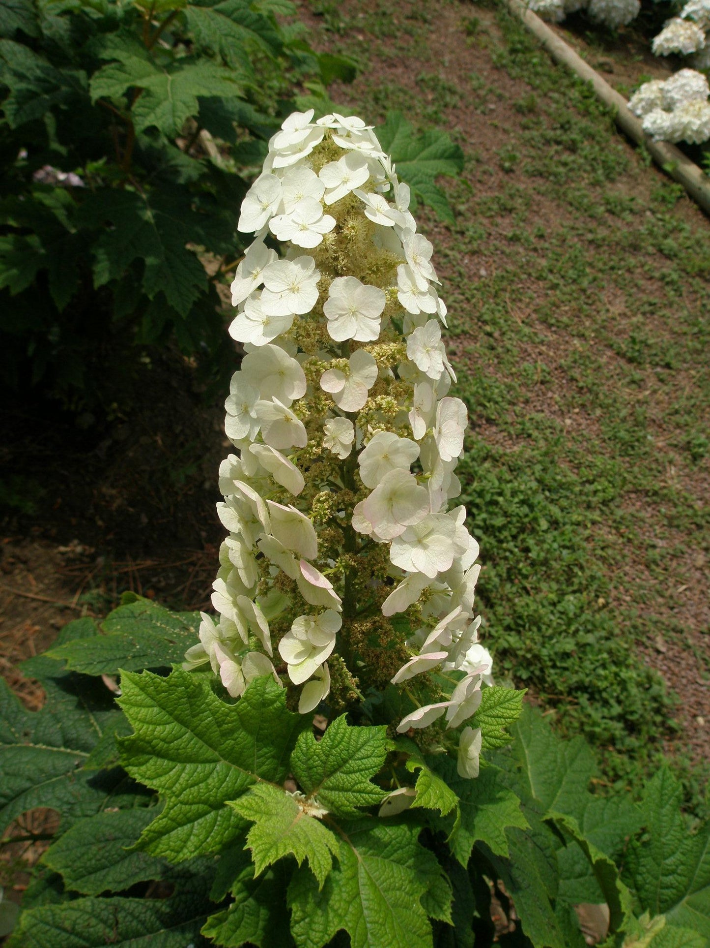 Hydrangea Quercifolia Snow Queen - View 18 from www redcrocus com