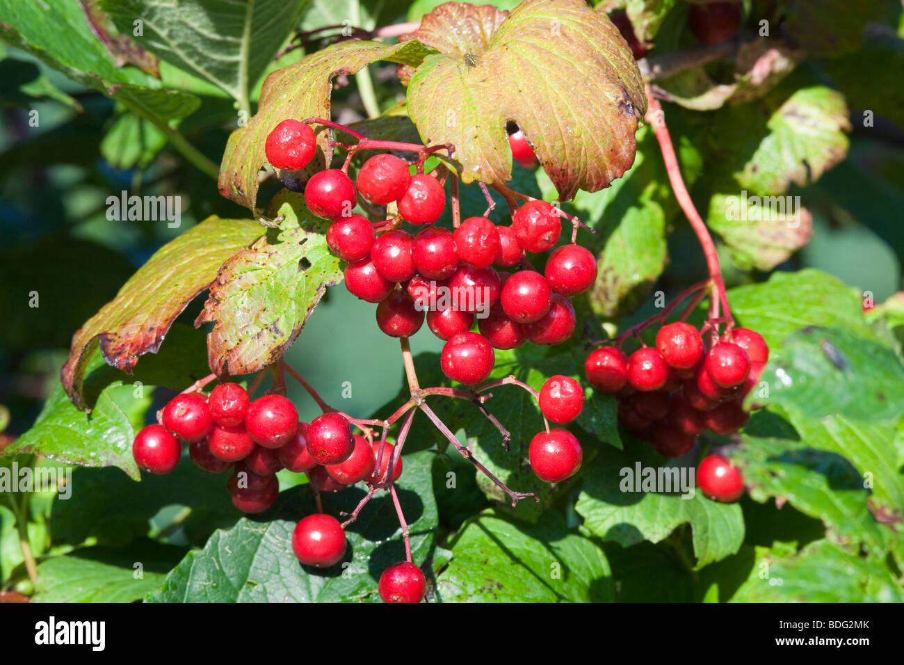 Viburnum Trilobum Wentworth - View 10 from www redcrocus com