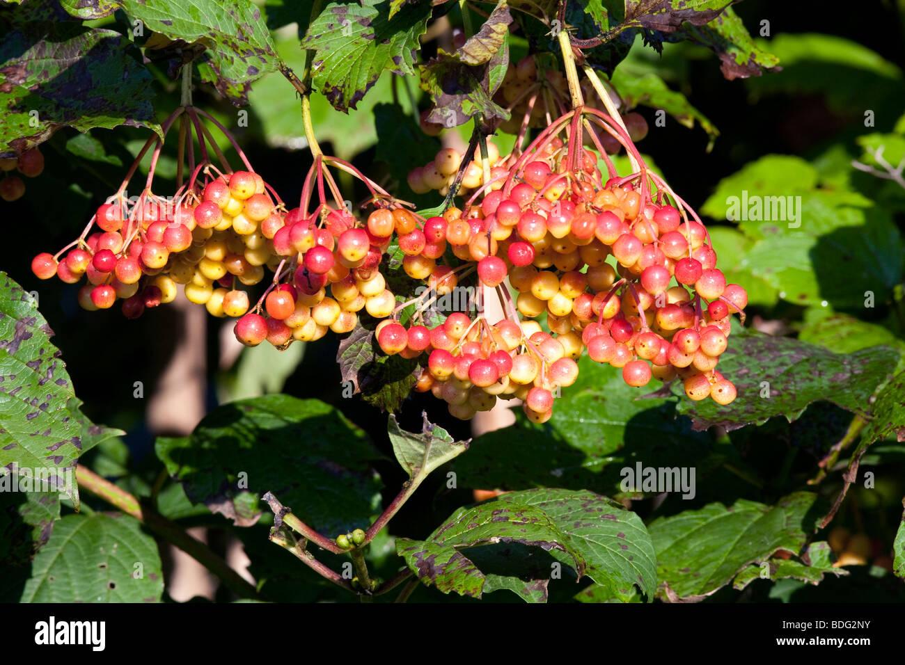 Viburnum Trilobum Wentworth - View 12 from www redcrocus com